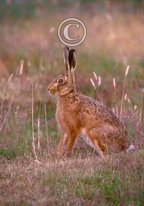 Brown Hare DM1188